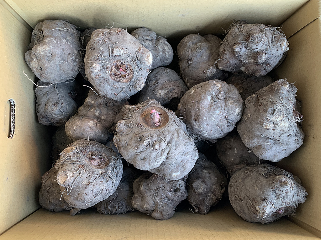 こんにゃく生芋20kg